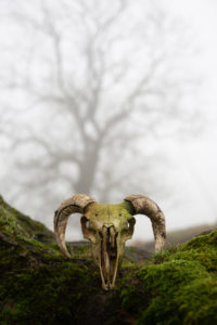 Sheep Skull