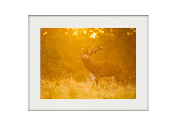 Stag in Gold A3 Mockup