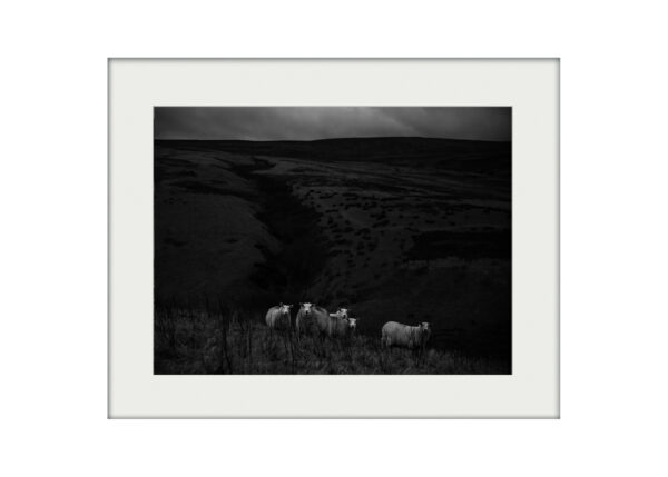 A3 _ Sheep on the High Moors