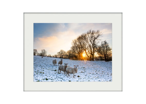 A3 Mockup _ Winter Sunset Sheep
