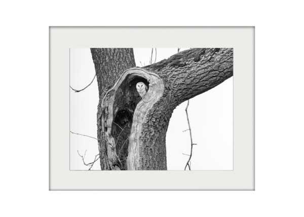Watcher in a Tree _ A3 Mockup