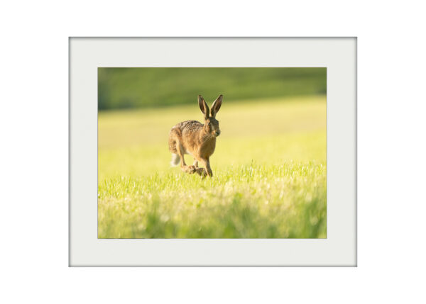 Hare Run I _ A3 Mockup