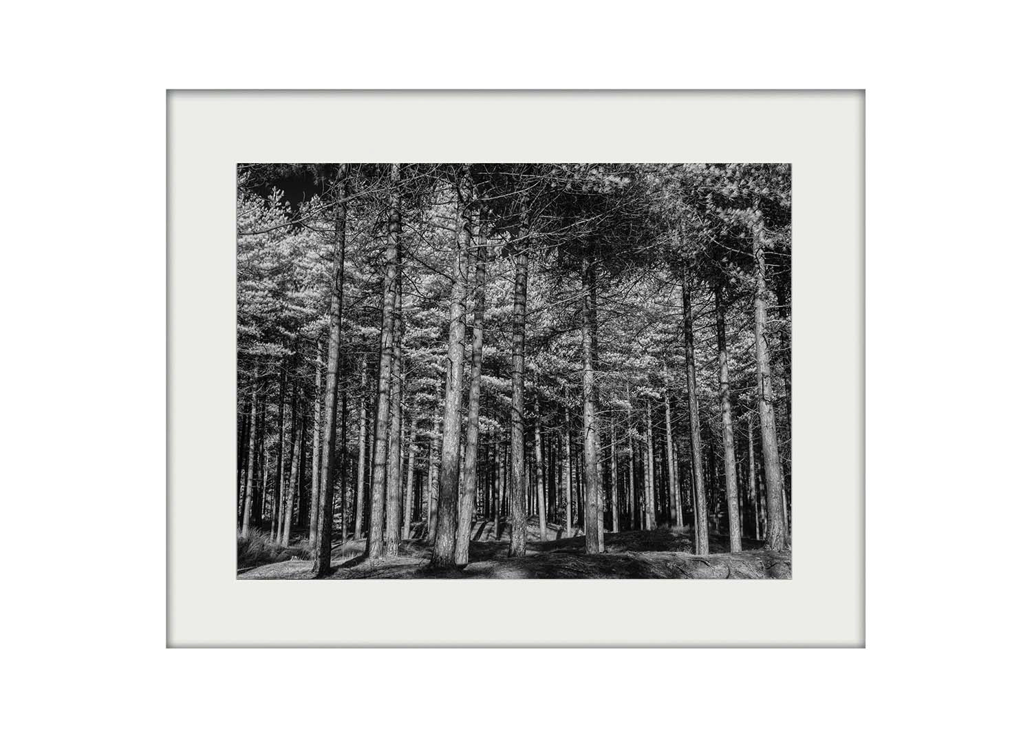 A3 Mockup | Conifer Wood