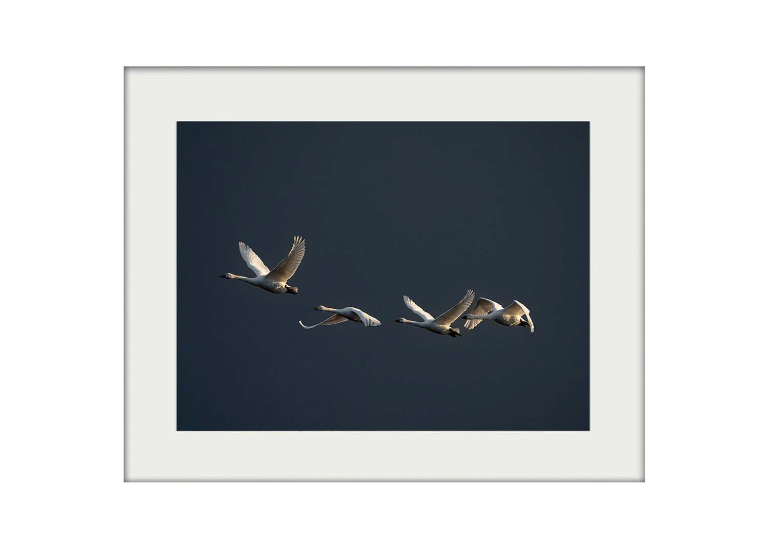 A3 Mockup | Swan Flight