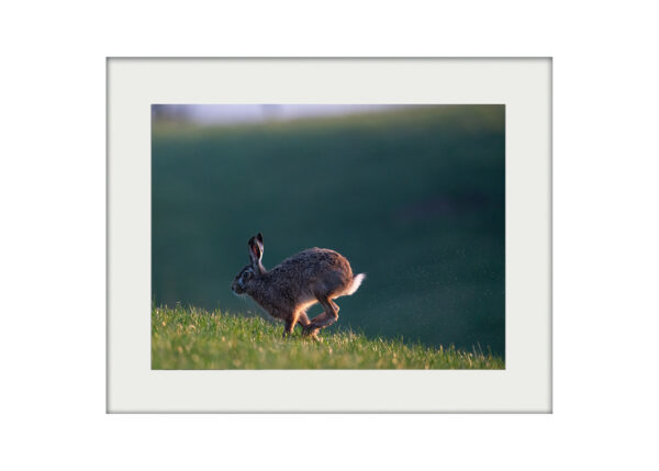 A3 Mockup | Wet Meadow Hare