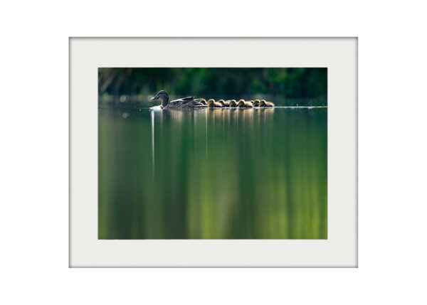A3 Mockup | Ducks in a Row