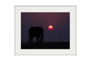 Africa Mounted Prints