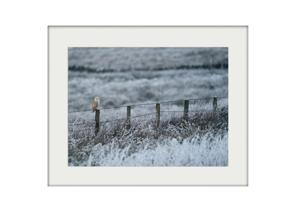 A3 Mockup | Frosty Field Owl