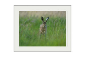 The Meadow at Dusk | Mounted Print